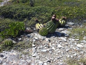 guanica-dry-forest