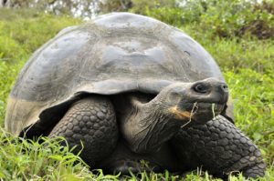 Galapagos tortoise or Galapagos giant tortoise 