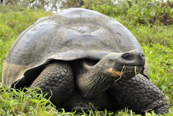 Galapagos tortoise or Galapagos giant tortoise