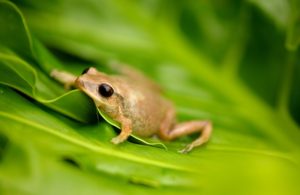 Coqui native frog from Puerto Rico