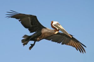 A close shot of a pelican in flight against a blue sky.