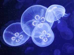 Underwater image of jellyfishes