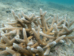 gilligan's island coral